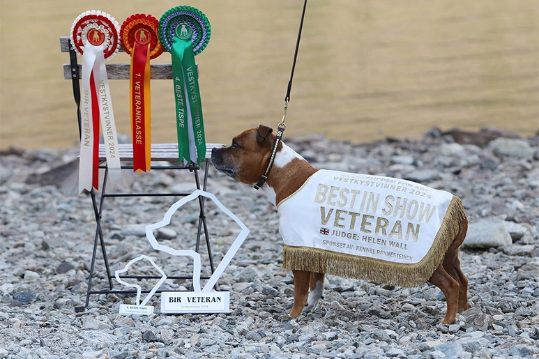 Norway SBT Handler Showcase