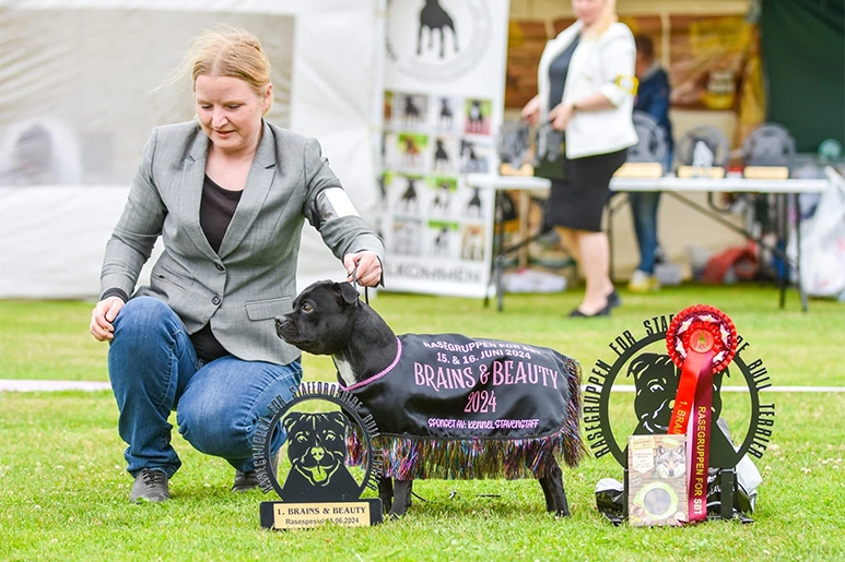 A Staffordshire Bull Terrier in a Brains & Beauty cape with trophy and rosette at the Stafford Weekend